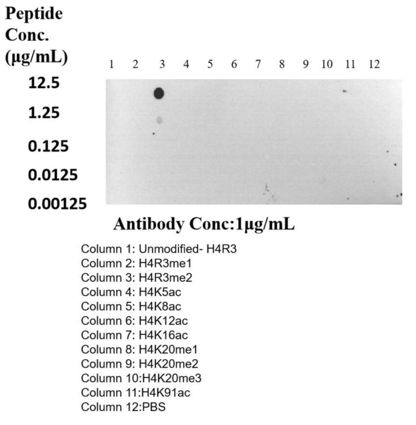 Dot Blot experiment of peptide using 82859-1-RR (same clone as 82859-1-PBS)